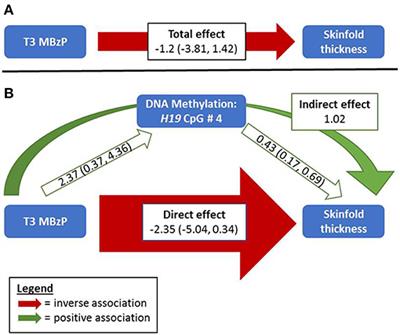 Phthalate Exposures, DNA Methylation and Adiposity in Mexican Children Through Adolescence